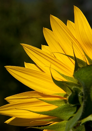 Girasole - Sunflower